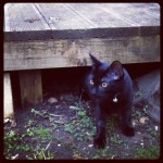 Kitten's first time outdoors