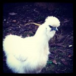 Silkie chicken