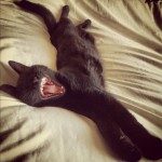 Cat yawning on bed