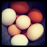 Eggs from chickens