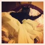 Cat in laundry basket