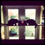 Kittens eating on plank