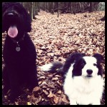 Labradoodle and Border collie
