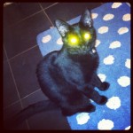 cat with glowing eyes