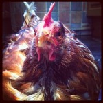 Poorly chicken who lived inside with us for a month