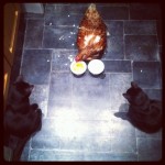 Kittens meet a chicken for the first time
