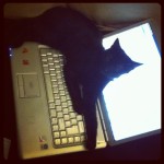 Kitten on laptop