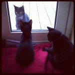 Kittens inside looking at mother cat outside