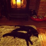 Sleepy kittens in front of the fire