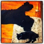labradoodle and kitten sleeping together