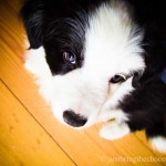 Chloe the border collie