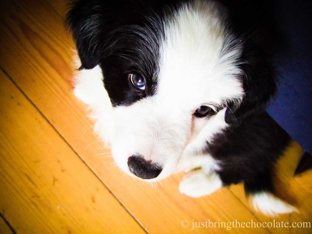 Chloe the border collie