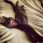 RSPCA rescue cat
