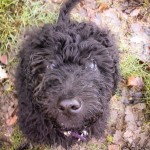 minature labradoodle
