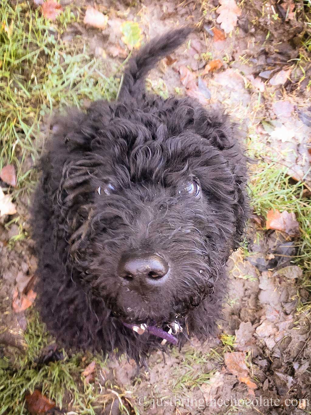 minature labradoodle