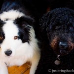 Chloe the border collie and Tallulah the labradoodle