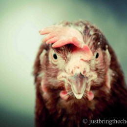 Ex-battery hen