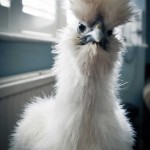 silkie chicken