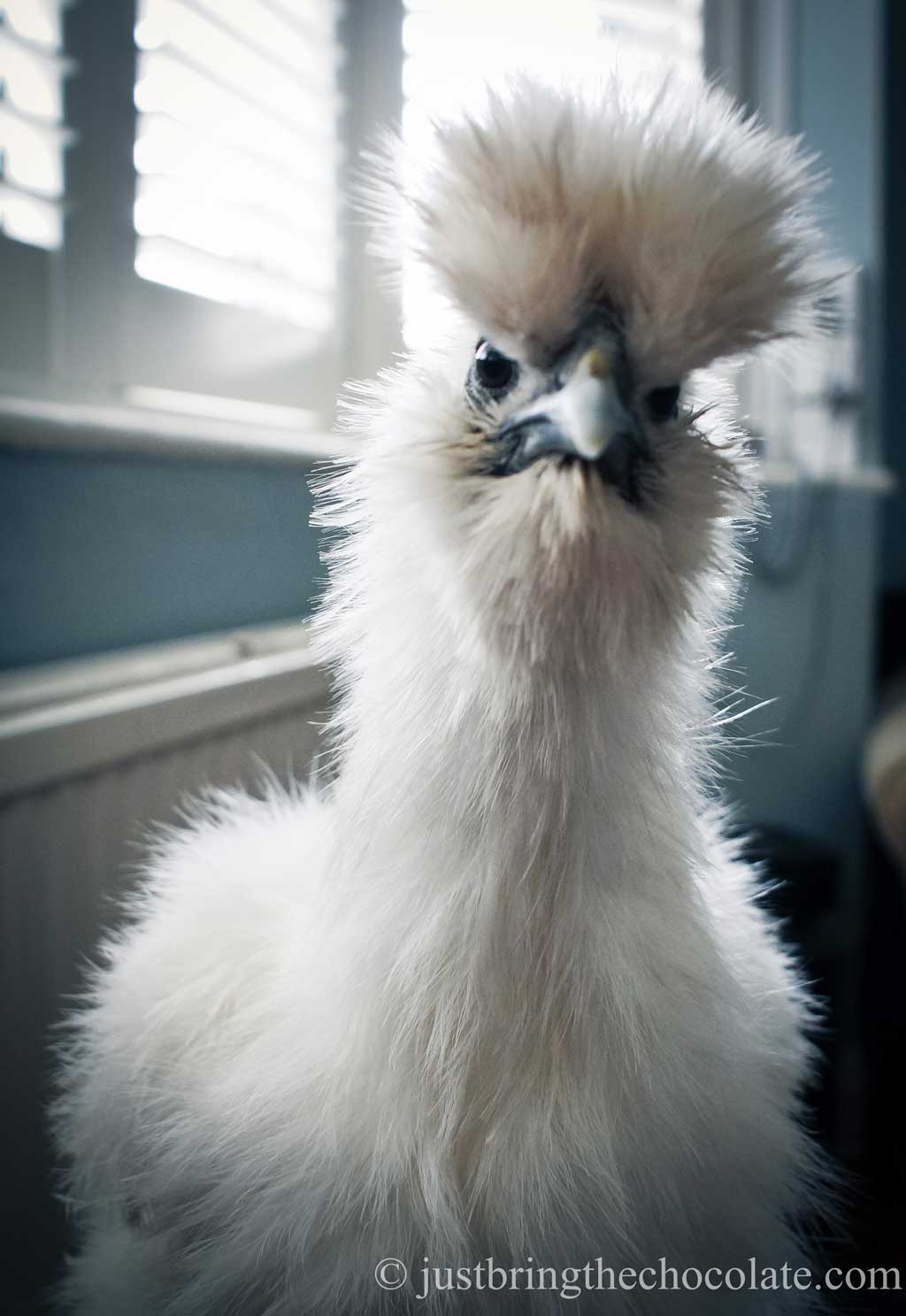 silkie chicken