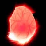 candled egg