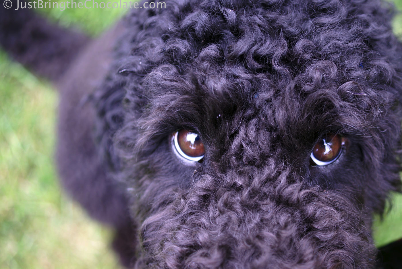 Tallulah the labradoodle