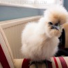 white bearded silkie