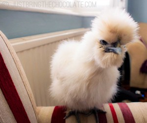 white bearded silkie