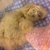 silkie chick just hatched