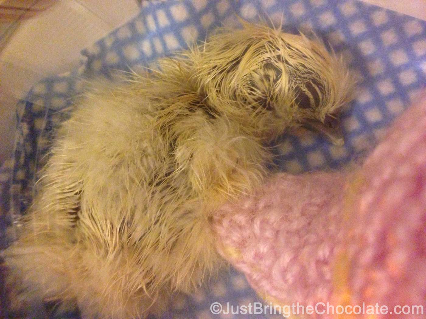 silkie chick just hatched