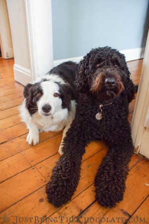 Border collie and labradoodle look guilty for being so smelly