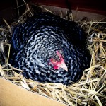 broody cuckoo orpington